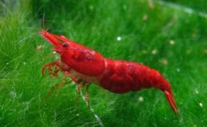 Neocaridina davidi red - camarão cereja