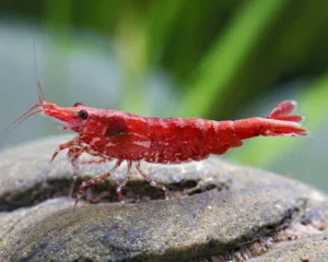Neocaridina davidi red - camarão cereja