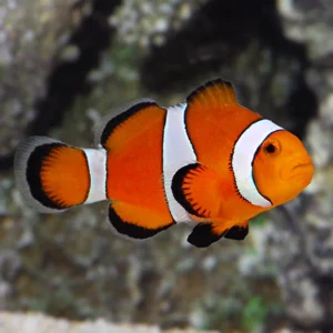 Amphiprion ocellaris - Peixe palhaço