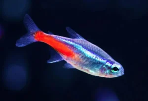 Tetra neon - Paracheirodon innesi