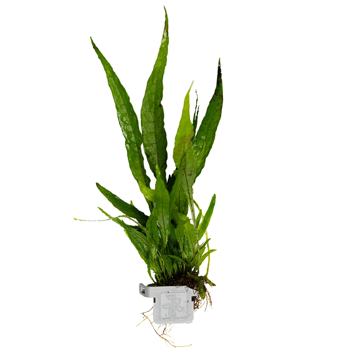 00820CLP.webp