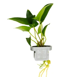 Anubias gracilis
