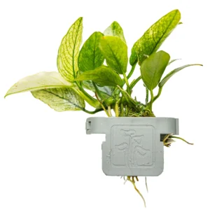 Anubias barteri var. nana Pinto