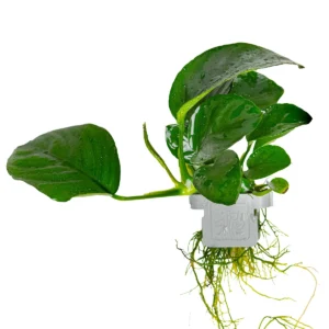 Anubias barteri var. caladiifolia