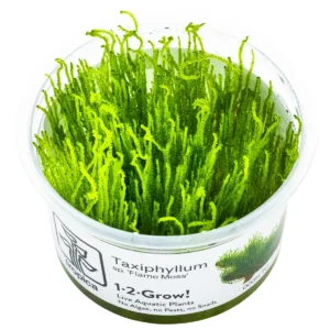 Taxiphyllum sp. Flame Moss
