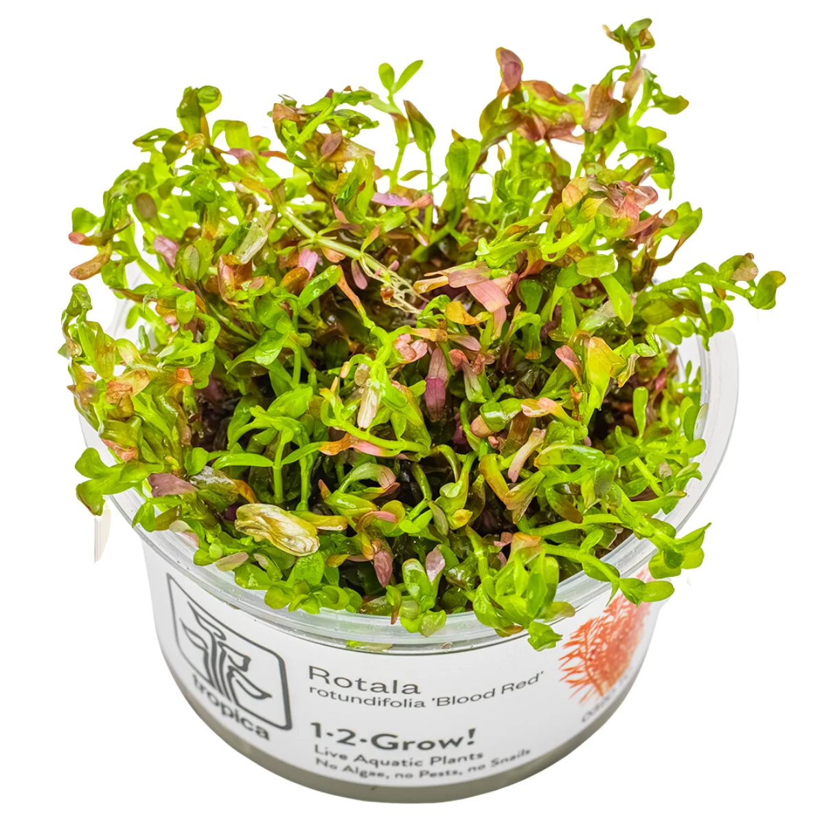 2_032D20TC.webp