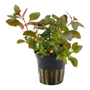 Ludwigia repens 'Rubin'