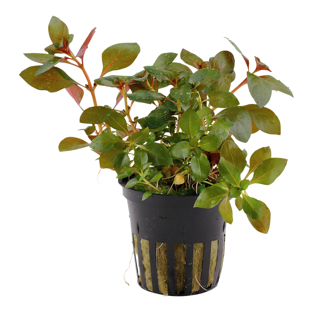 2_033D-1.webp