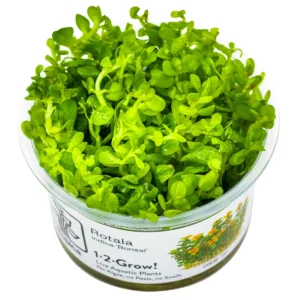 Rotala indica 'Bonsai'