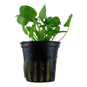 Nymphoides hydrophylla 'Taiwan'