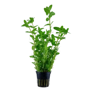 Bacopa caroliniana