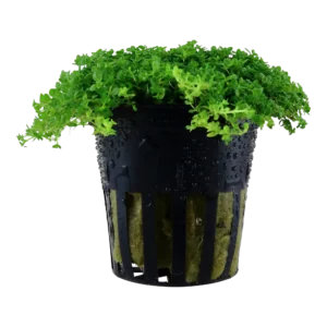 Micranthemum callitrichoides ´Cuba´