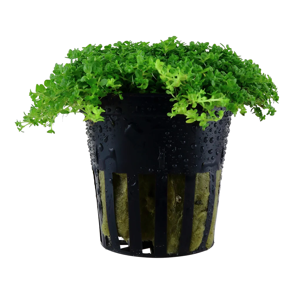 2_048B-1.webp