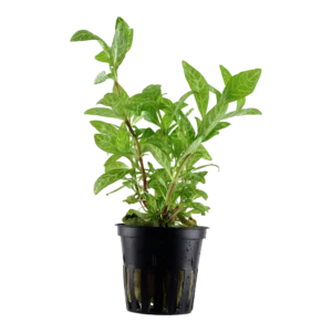 Hygrophila polysperma 'Rosanervig'