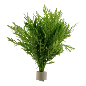 Hygrophila difformis