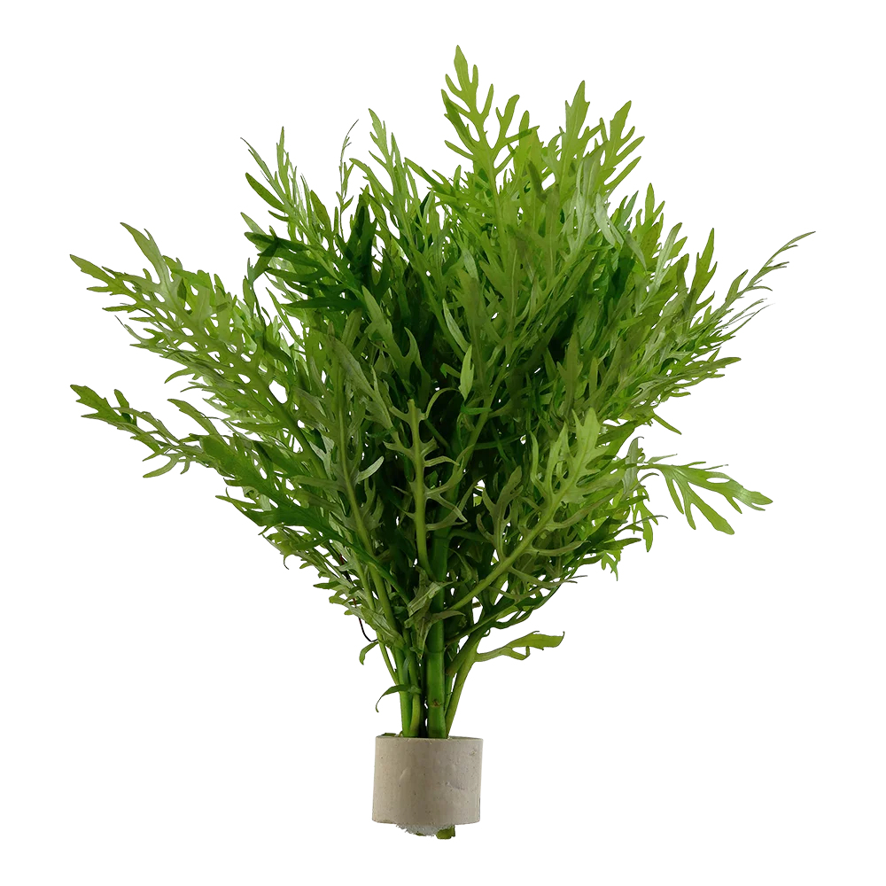 2_05120BDT.webp