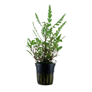 Hygrophila pinnatifida
