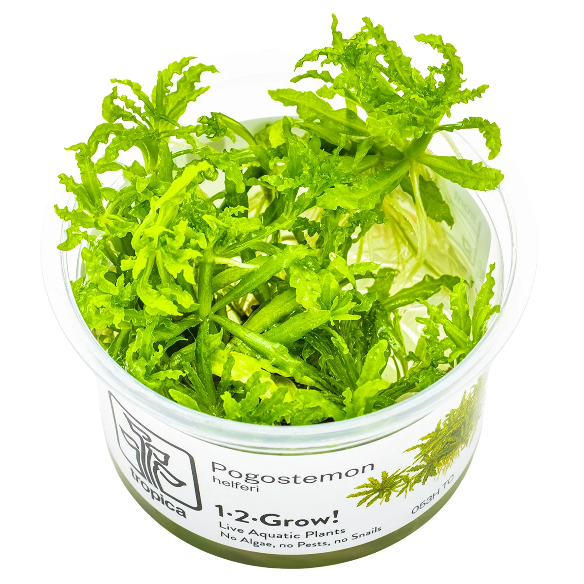 2_053H20TC.webp