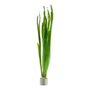 Vallisneria americana 'Natans'