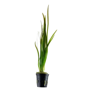 Vallisneria spiralis 'Tiger'