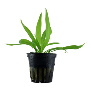 Helanthium bolivianum 'Quadricostatus'