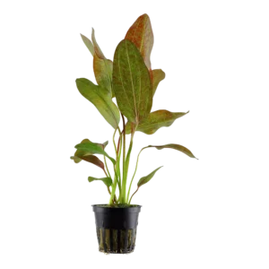 Echinodorus 'Ozelot'