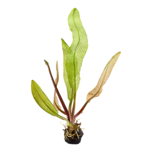 Aponogeton madagascariensis