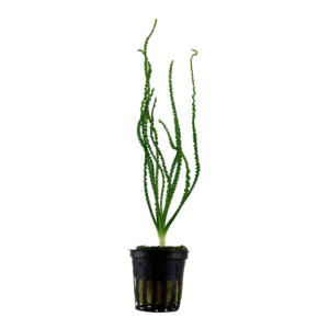 Crinum calamistratum