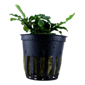 Bucephalandra pygmaea 'Bukit Kelam'
