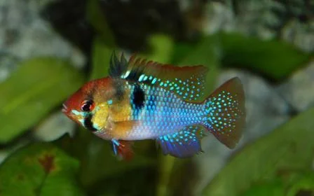 APISTOGRAMMA RAMIREZI