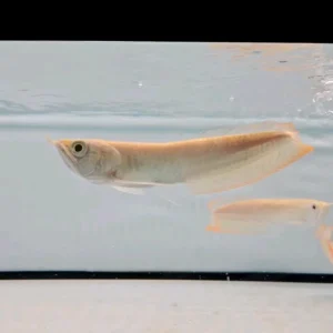 AROWANA ALBINA 14-16 CM