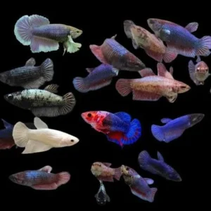 Betta femea premium