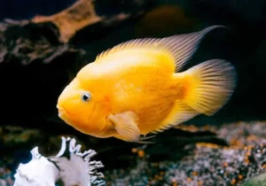 CICLIDEO PAPAGAIO AMARELO