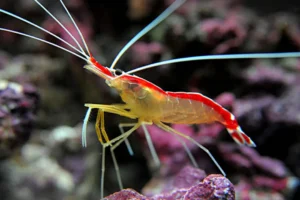 CLEANER SHRIMP ( LYSMATA AMBOINENSIS )