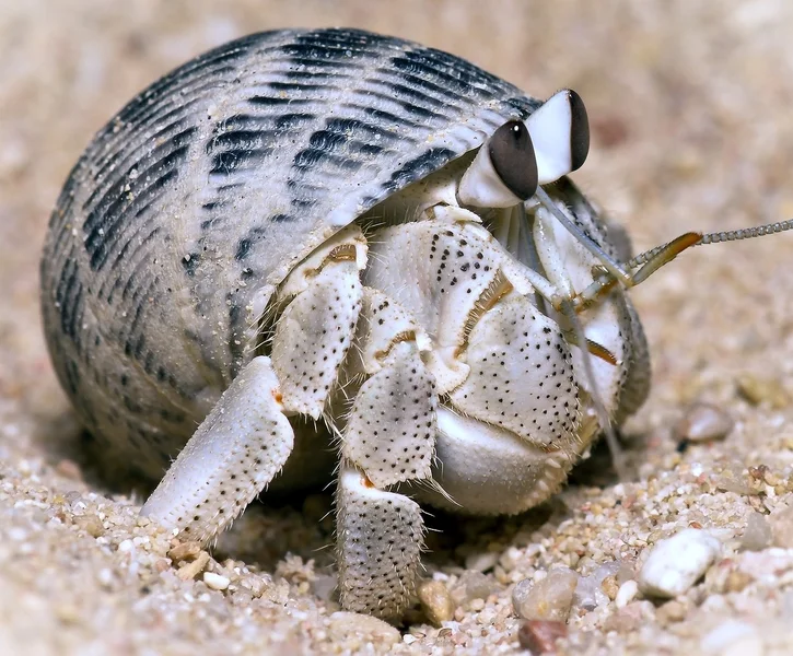 COENOBITA SP