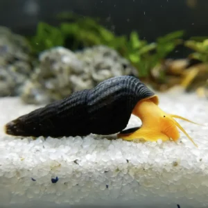 CARACOL SULAWESI NARANJA - TYLOMELANIA SP.