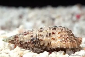 SNAIL - CERITH CERITHIUM SPP