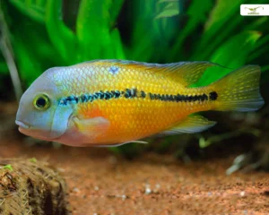 Cichlasoma nicaraguense