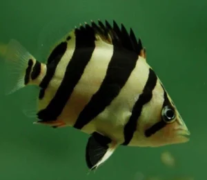 DATNOID MICROLEPIS