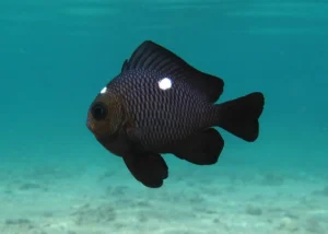DOMINO DANSEL - DASCYLLUS TRIMACULATUS