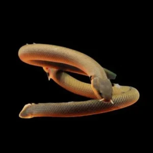 ERPETOICHTHYS CALABARICUS - PEIXE CORDA