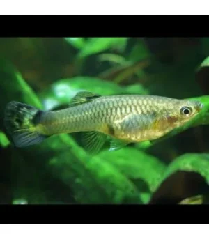 GUPPY FEMEA SORTIDO
