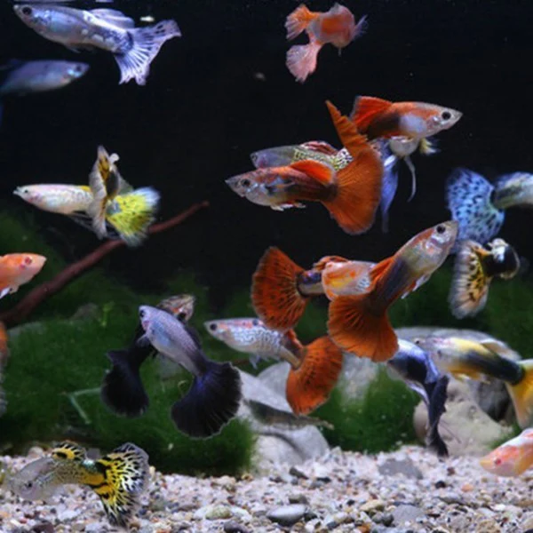 GUPPY MACHO SORTIDO