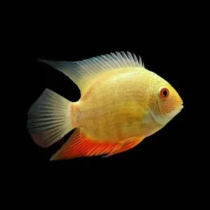 HEROS SEVERUM GOLD
