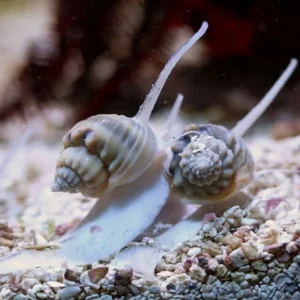 NASSARIUS