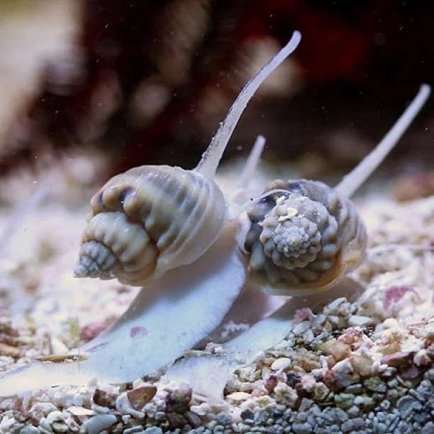 NASSARIUS