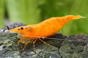 NEOCARIDINA HETEROPODA - SHRIMP ORANGE FIRE