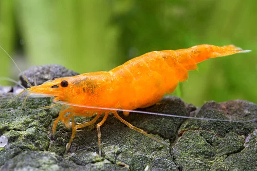 NEOCARIDINA20HETEROPODA20ORANGE20FIRE.webp