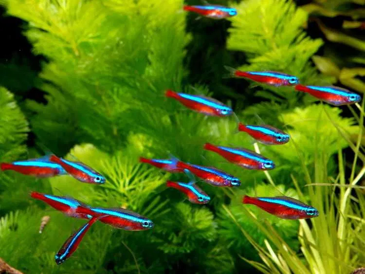NEON CARDINAL