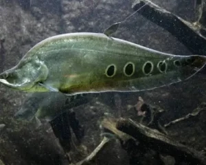 NOTOPTERUS CHITALA - peixe faca